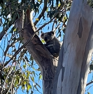 Phascolarctos cinereus at Bucketty, NSW - 17 Nov 2022 11:00 AM