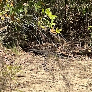 Varanus sp. (genus) at Bucketty, NSW - suppressed