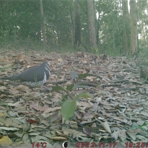 Leucosarcia melanoleuca at Bucketty, NSW - 17 Nov 2022 11:00 AM