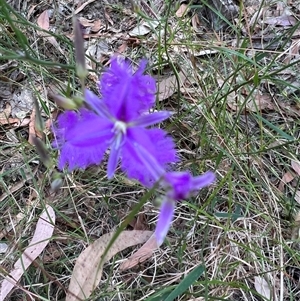 Thysanotus tuberosus at Bucketty, NSW - 22 Nov 2022 by MartinPredavec