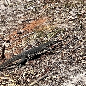 Varanus rosenbergi at Bucketty, NSW - suppressed