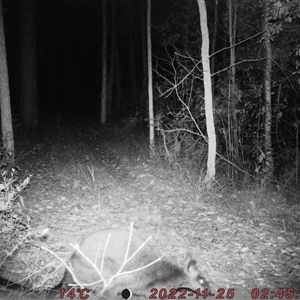 Wallabia bicolor at Bucketty, NSW - 25 Nov 2022 11:00 AM