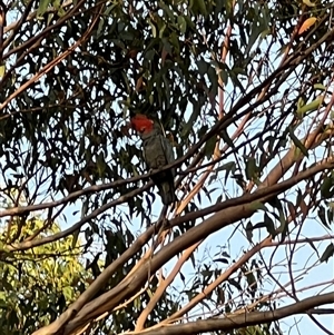 Callocephalon fimbriatum at Kulnura, NSW - suppressed