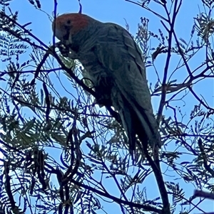 Callocephalon fimbriatum (Gang-gang Cockatoo) at Laguna, NSW - 29 Nov 2022 by MartinPredavec