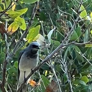 Coracina papuensis at Bucketty, NSW - 30 Nov 2022 11:00 AM