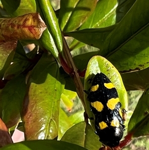 Castiarina australasiae at Bucketty, NSW - 30 Nov 2022 11:00 AM