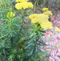 Ozothamnus diosmifolius at Bucketty, NSW - 1 Dec 2022 by MartinPredavec
