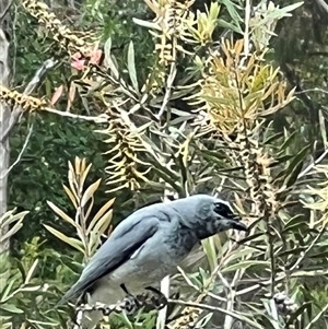 Coracina papuensis (White-bellied Cuckooshrike) at Bucketty, NSW - 1 Dec 2022 by MartinPredavec