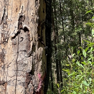 Varanus varius at Mogo Creek, NSW - suppressed