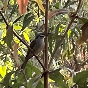 Caligavis chrysops (Yellow-faced Honeyeater) at Bucketty, NSW - 4 Dec 2022 by MartinPredavec