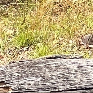 Pogona barbata at Bucketty, NSW - suppressed