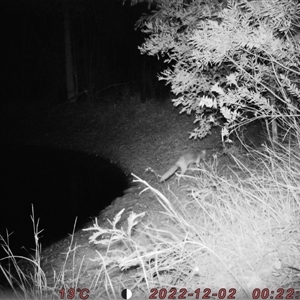 Vulpes vulpes at Bucketty, NSW - 2 Dec 2022 11:00 AM