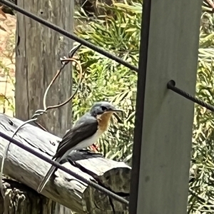 Myiagra cyanoleuca at Bucketty, NSW - 16 Dec 2022 11:00 AM