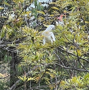 Cacatua galerita at Bucketty, NSW - 18 Dec 2022 11:00 AM