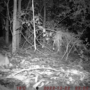 Perameles nasuta at Bucketty, NSW - 22 Dec 2022 11:00 AM