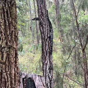 Varanus varius at Bucketty, NSW - suppressed