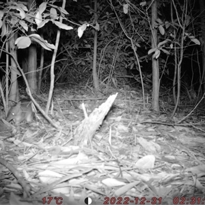 Perameles nasuta at Bucketty, NSW - 31 Dec 2022 11:00 AM