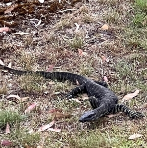 Varanus varius (Lace Monitor) at Bucketty, NSW - 3 Jan 2023 by MartinPredavec