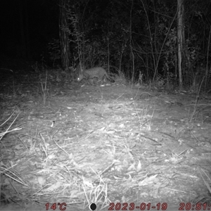 Felis catus at Bucketty, NSW - 19 Jan 2023 11:00 AM