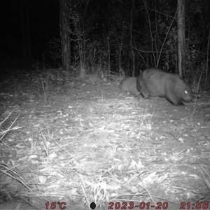Vombatus ursinus at Bucketty, NSW - 20 Jan 2023 11:00 AM