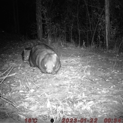 Vombatus ursinus (Common wombat, Bare-nosed Wombat) at Bucketty, NSW - 22 Jan 2023 by MartinPredavec