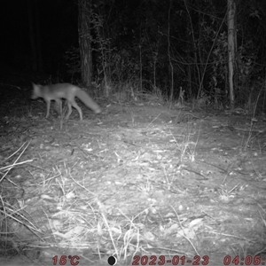 Vulpes vulpes at Bucketty, NSW - 23 Jan 2023 11:00 AM