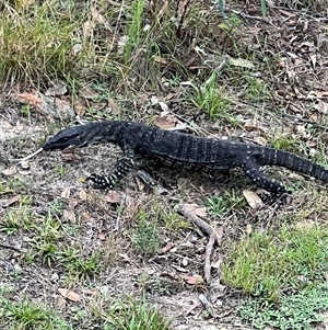 Varanus varius at Bucketty, NSW - suppressed