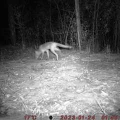 Vulpes vulpes at Bucketty, NSW - 24 Jan 2023 by MartinPredavec