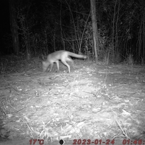 Vulpes vulpes at Bucketty, NSW - 24 Jan 2023 11:00 AM