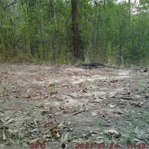 Varanus varius at Bucketty, NSW - suppressed