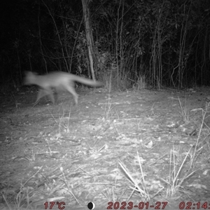 Vulpes vulpes (Red Fox) at Bucketty, NSW - 27 Jan 2023 by MartinPredavec