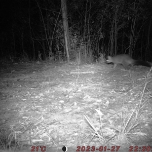 Trichosurus vulpecula at Bucketty, NSW - 27 Jan 2023 11:00 AM