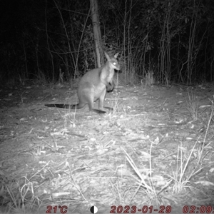 Wallabia bicolor at Bucketty, NSW - 29 Jan 2023 11:00 AM