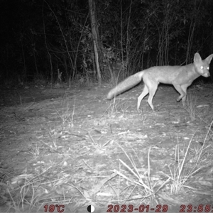 Vulpes vulpes (Red Fox) at Bucketty, NSW - 29 Jan 2023 by MartinPredavec