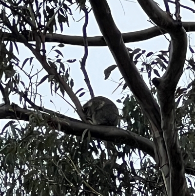 Phascolarctos cinereus (Koala) at Bucketty, NSW - 30 Jan 2023 by MartinPredavec