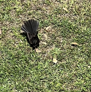 Rhipidura leucophrys at Bucketty, NSW - 1 Feb 2023 11:00 AM