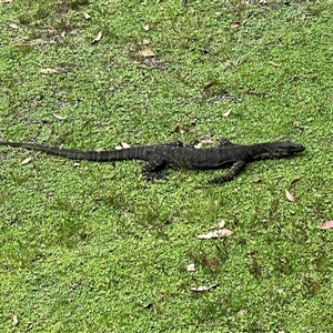Varanus varius at Bucketty, NSW - suppressed