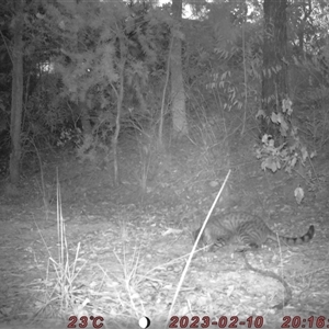 Felis catus at Bucketty, NSW - 10 Feb 2023 11:00 AM