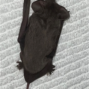 Ozimops ridei (Eastern Free-Tailed Bat) at Bucketty, NSW - 15 Feb 2023 by MartinPredavec