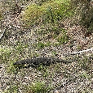 Varanus varius at Bucketty, NSW - suppressed