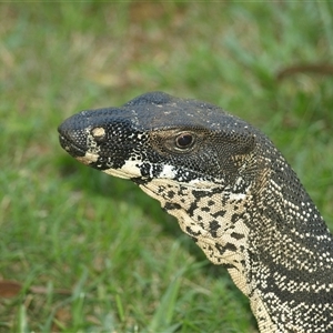 Varanus varius at Bucketty, NSW - suppressed