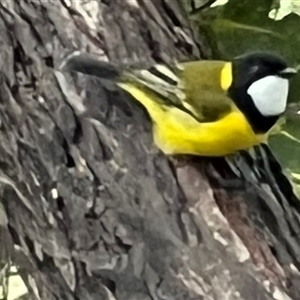 Pachycephala pectoralis (Golden Whistler) at Bucketty, NSW - 22 Feb 2023 by MartinPredavec