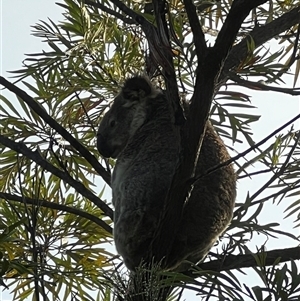 Phascolarctos cinereus at Bucketty, NSW - 4 Mar 2023 11:00 AM