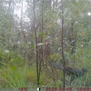 Menura novaehollandiae at Bucketty, NSW - 13 Mar 2023 11:00 AM