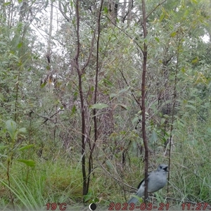 Colluricincla harmonica at Bucketty, NSW - 21 Mar 2023 11:00 AM