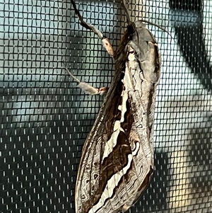 Abantiades labyrinthicus (Labyrinthine Ghost Moth) at Bucketty, NSW - 26 Mar 2023 by MartinPredavec