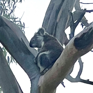 Phascolarctos cinereus at Bucketty, NSW - 26 Mar 2023 11:00 AM