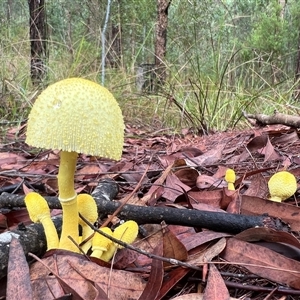 Leucocoprinus birnbaumii (Plantpot Dapperling) at Bucketty, NSW - 26 Mar 2023 by MartinPredavec