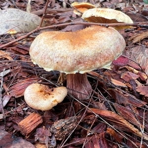 zz agaric (stem; gills not white/cream) at Bucketty, NSW - 26 Mar 2023 by MartinPredavec