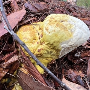 Unverified Fungus at Bucketty, NSW - 26 Mar 2023 by MartinPredavec